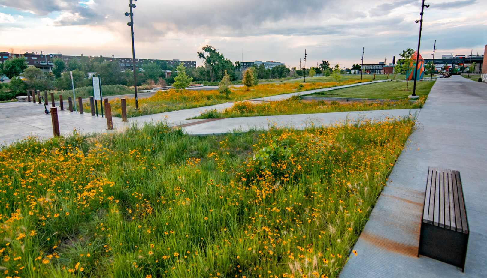 Field of yellow flowers at Arkins Park and Promenade